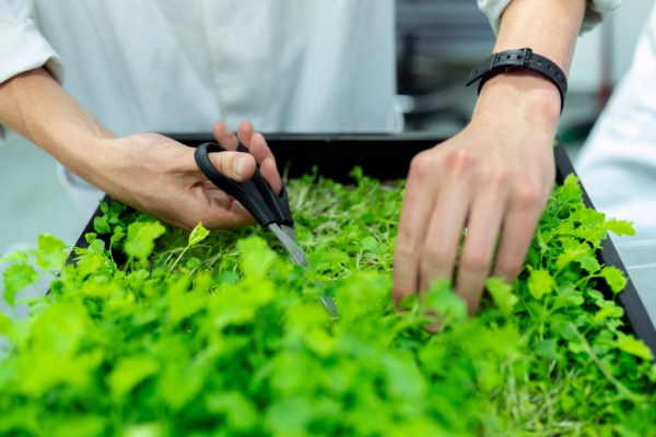 CD177 Cession Ad Res ConseiL Horticulture 2.JPG